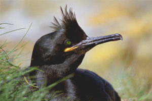 Cormorano crestato