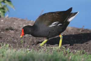 gallinella d'acqua