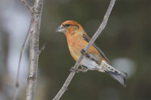 Crossbill-Elovikov