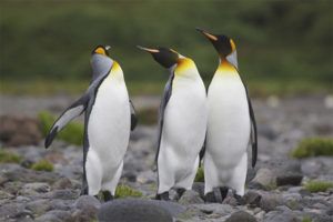 King penguin