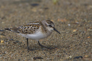 Serçe Sandpiper