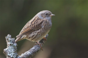 Accenteur forestier