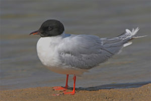 Small gull