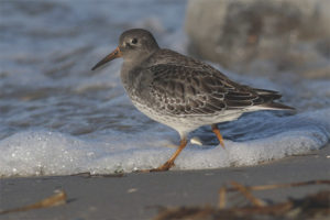 Bac à sable de mer