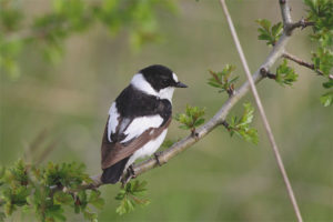 Bílý krk Flycatcher