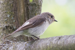 Pied flycatcher