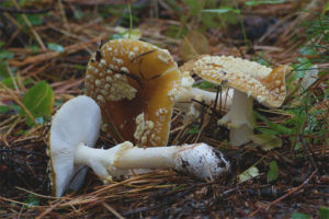 Královská Amanita