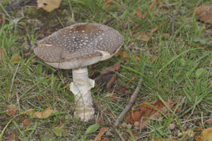 Pantera d’Amanita