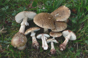 Amanita gri pembe