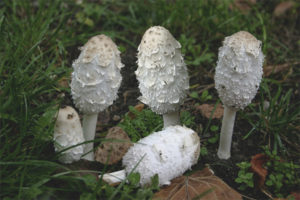 Coprinus bílá