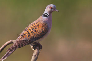 Common dove