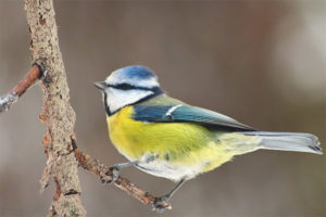 Mésange bleue