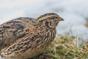 Common quail