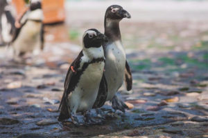 Pingouin à lunettes