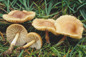 Kjære agaric