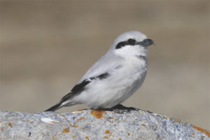 Shrike grigio