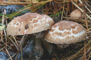 Champignon-skogen