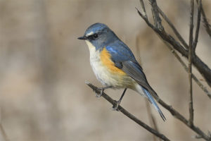 rosso-fiancheggiato Bluetail