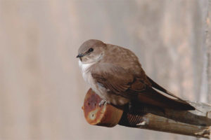 Rock swallow