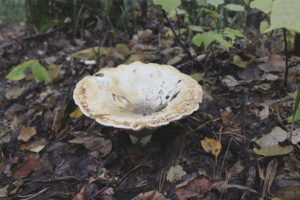 lactifluus vellereus