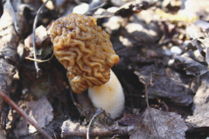 morel