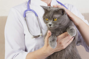 Sterilizzazione del gatto