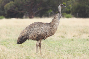 Emu di struzzo