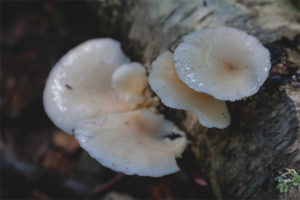 Oyster mushroom pulmonary