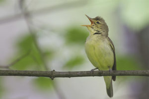 Oiseau moqueur vert