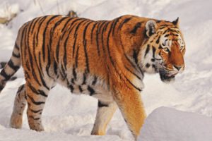 Tigre dell'Amur