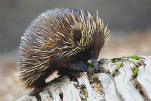 Echidna australiana