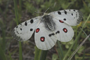 Motýl apollo