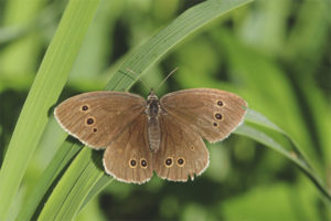 Mariposa de papallona