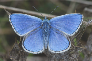 Motýl Lycaenidae