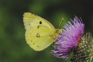 Lemongrass butterfly