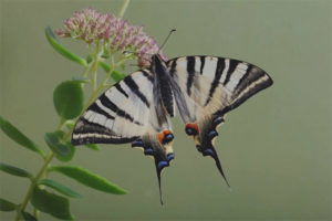 Motýl Podalirium
