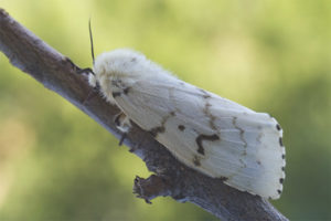 Silkworm butterfly