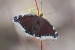 Smuteční motýl