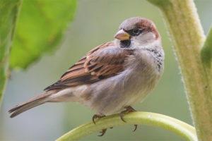 House Sparrow