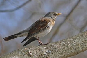 Mountain thrush