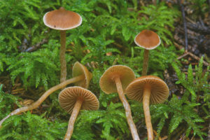 Galerina myr