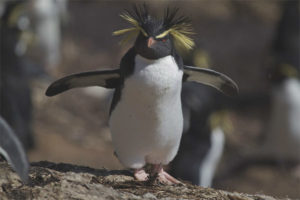 Penguin chocholatý