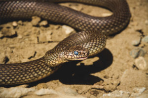 Caspian snake