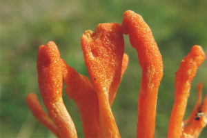 Cordyceps de guerra