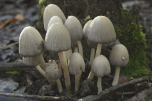 Coprinus сив