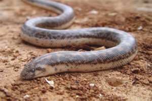 Constricteur de sable