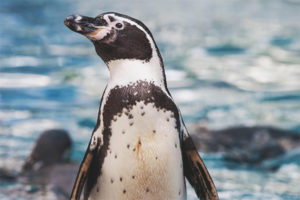 Humboldt Penguin