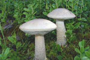 Boletus bianco