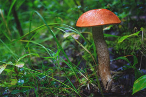 Boletus rosso