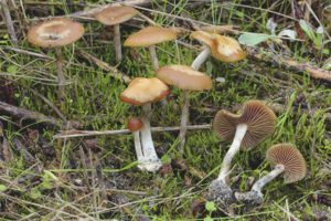 Psilocybe เป็นสีน้ำเงิน